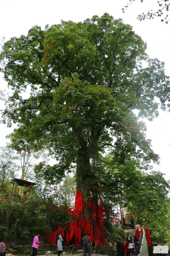 菩提树图片惊爆揭秘：这棵千年古树竟隐藏着不为人知的神秘传说与灵性力量，吸引无数信徒朝圣！